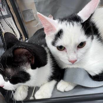 Raiden -  American Shorthair Cat for Adoption in Wantagh, New York - Raiden | PetCurious