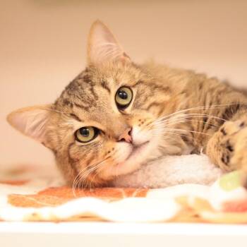 Fernon -  Domestic Medium Hair Cat for Adoption in Philadelphia, Pennsylvania - Fernon | PetCurious