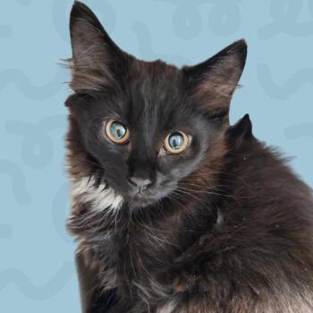 Mindy -  Domestic Long Hair Cat for Adoption in Reno, Nevada - Mindy | PetCurious