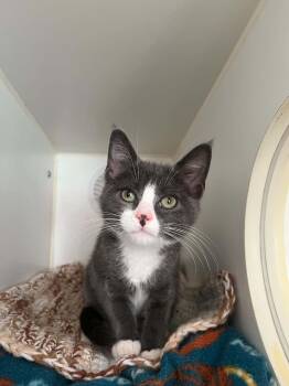 Emmy -  Domestic Short Hair Cat for Adoption in Littlestown, Pennsylvania - Emmy | PetCurious