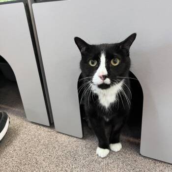 Domestic Short Hair Cats Available for Adoption - Indy | PetCurious