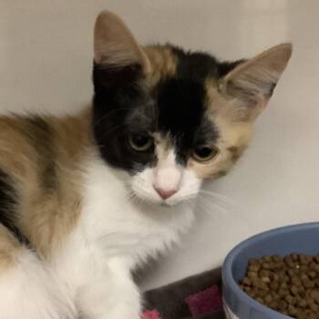 Tangerine -  Domestic Short Hair Cat for Adoption in Redwood City, California - Tangerine | PetCurious
