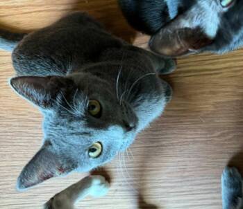 Rescue Domestic Short Hair Cats for Adoption in Mansfield, Texas - Meeka | PetCurious