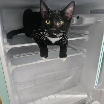 Wrigley -  Domestic Short Hair Cat for Adoption in Fairfax Station, Virginia - Wrigley | PetCurious