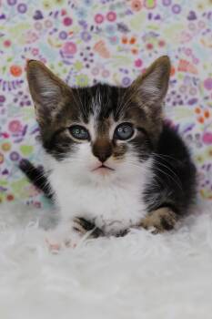 Rescue Extra Toes Cat Hemingway Polydactyl Cats for Adoption in Ashland, Kentucky - Mr. Mistoffelees | PetCurious