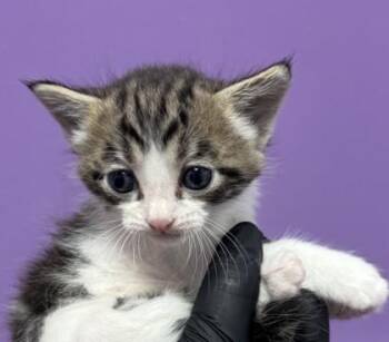 61538994 -  Domestic Short Hair Cat for Adoption in El Paso, Texas - 61538994 | PetCurious