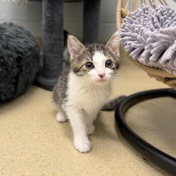 MJ -  Domestic Short Hair Cat for Adoption in Marshall, Virginia - MJ | PetCurious