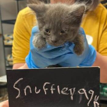 Selkie C11002 -  Domestic Short Hair Cat for Adoption - Selkie C11002 | PetCurious