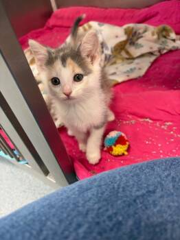 (C) millie (Chai) -  Domestic Short Hair Cat for Adoption in Portland, Indiana - (C) Millie (Chai) | PetCurious