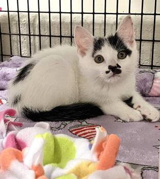 Panda -  Domestic Short Hair Cat Available for Adoption in Alexandria, Virginia - Panda | PetCurious