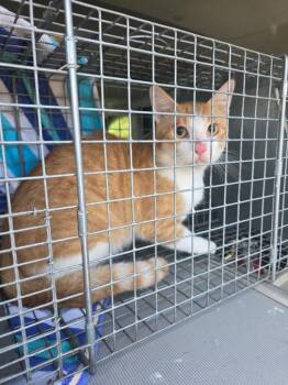Canary -  Domestic Short Hair Cat for Adoption in Rockport, Texas - Canary | PetCurious