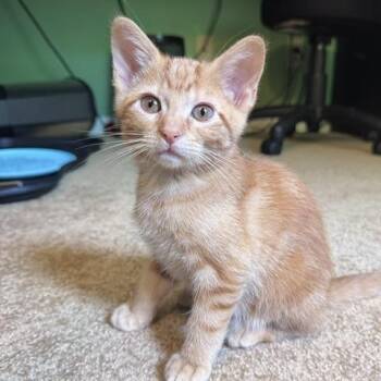 Archy -  Domestic Short Hair Cat for Adoption in Lenexa, Kansas - Archy | PetCurious