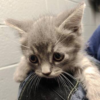 Rivers -  Domestic Short Hair Cat for Adoption in Allentown, Pennsylvania - Rivers | PetCurious