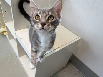 SPARKS* -  Domestic Short Hair Cat for Adoption in Santa Cruz, California - SPARKS* | PetCurious