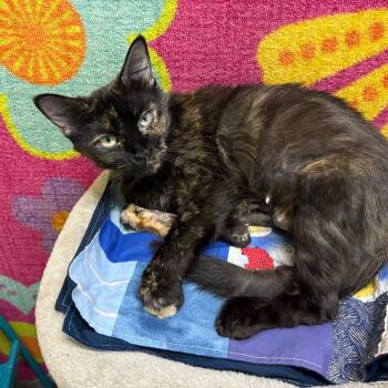 Matilda -  Domestic Short Hair Cat for Adoption in Springfield, Missouri - Matilda | PetCurious