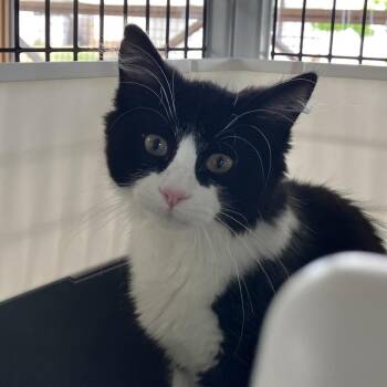 Yogi -  American Shorthair Cat for Adoption in Freeport, Florida - Yogi | PetCurious