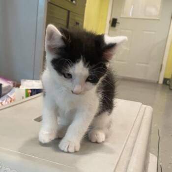 Muffin -  Domestic Short Hair Cat for Adoption in West Des Moines, Iowa - Muffin | PetCurious