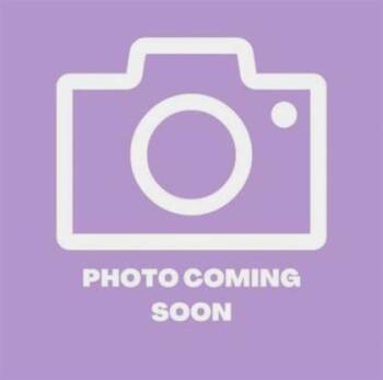 61724224 -  Domestic Short Hair Cat for Adoption in El Paso, Texas - 61724224 | PetCurious