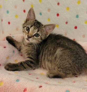 Guinness -  Domestic Short Hair Cat for Adoption in King William, Virginia - Guinness | PetCurious