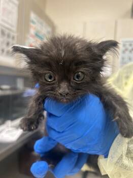 EGG ROLL -  Domestic Short Hair Cat for Adoption in Las Vegas, Nevada - EGG ROLL | PetCurious