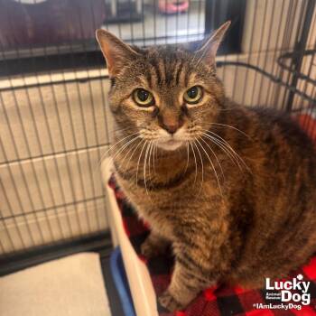 Domestic Short Hair Cats Available for Adoption in Washington, District Of Columbia - Bahama Mama | PetCurious