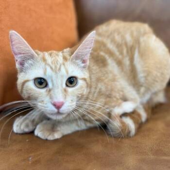 Kimmie Clementine -  Tabby and Domestic Short Hair Cat for Adoption in Friendswood, Texas - Kimmie Clementine | PetCurious