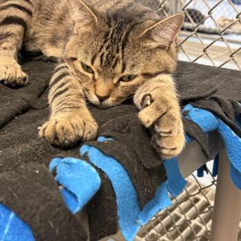 Boi -  Domestic Short Hair Cat for Adoption in New York, New York - Boi | PetCurious