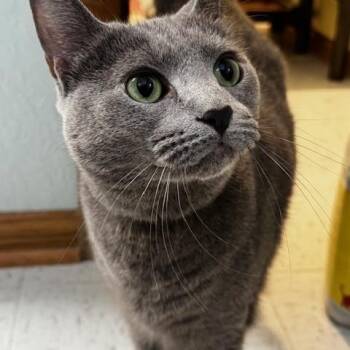Rescue Domestic Short Hair Cats for Adoption in Hutchinson, Minnesota - Miah | PetCurious
