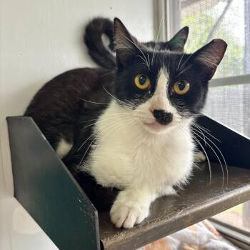Domestic Short Hair Cats Available for Adoption in Carencro, Louisiana - Kansas City BBQ | PetCurious