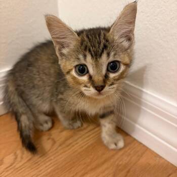 Sonia Sotomeowyor -  Domestic Short Hair Cat Available for Adoption in Sarasota, Florida - Sonia Sotomeowyor | PetCurious