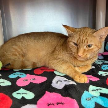 Stray 10/02/26 A65172 -  Domestic Short Hair Cat for Adoption in Keizer, Oregon - Stray 10/02/26 A65172 | PetCurious