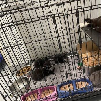 Tracy Kitten 1 in Parsonsburg, MD -  Domestic Short Hair Cat for Adoption - Tracy Kitten 1 In Parsonsburg, MD | PetCurious