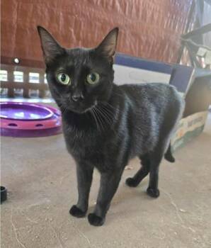 Rescue Domestic Short Hair Cats for Adoption in Warr Acres, Oklahoma - Revorie | PetCurious