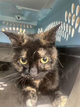 Domestic Short Hair Cats Available for Adoption in San Antonio, Texas - LUNA | PetCurious