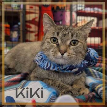 Kiki -  Torbie and Domestic Short Hair Cat for Adoption - Kiki | PetCurious