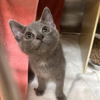 Barney -  Domestic Short Hair Cat for Adoption in Newark, New Jersey - Barney | PetCurious