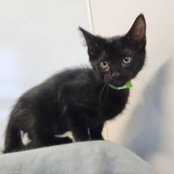 Finster -  Domestic Short Hair Cat for Adoption in Fort Wayne, Indiana - Finster | PetCurious