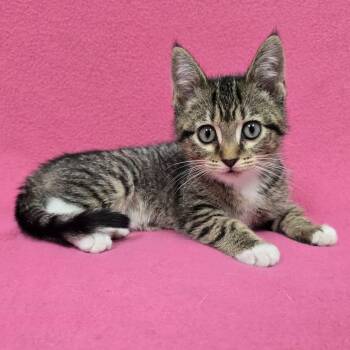 Sylvia -  Domestic Short Hair Cat for Adoption in Frankfort, Indiana - Sylvia | PetCurious
