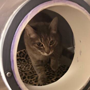 Domestic Short Hair Cats Available for Adoption in Flagstaff, Arizona - Dotty - Friendly Sweetheart | PetCurious