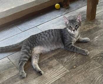 Jeter -  Tabby and Domestic Short Hair Cat for Adoption in Garner, North Carolina - Jeter | PetCurious