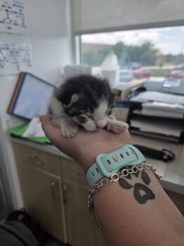 Rescue Domestic Short Hair Cats for Adoption in Fort Worth, Texas - 58859572 | PetCurious