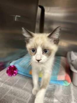 Crate -  Domestic Short Hair Cat for Adoption in Houston, Texas - Crate | PetCurious