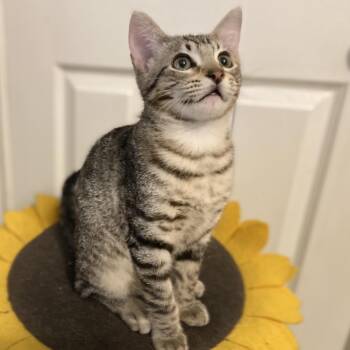 Cloudy -  Domestic Short Hair Cat for Adoption in Bulverde, Texas - Cloudy | PetCurious