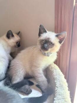 Fuzzy Lumpkins -  Domestic Short Hair Cat for Adoption in Saint Charles, Missouri - Fuzzy Lumpkins | PetCurious