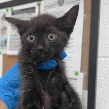 Widget -  Domestic Short Hair Cat for Adoption in Edinburg, Texas - Widget | PetCurious