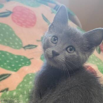 Knight (Vanilla) -  Domestic Short Hair Cat for Adoption in Chesapeake, Virginia - Knight (Vanilla) | PetCurious