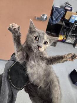SARGENTO -  Domestic Short Hair Cat for Adoption in Casper, Wyoming - SARGENTO | PetCurious