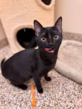 Domestic Short Hair Cats Available for Adoption - Sushi | PetCurious