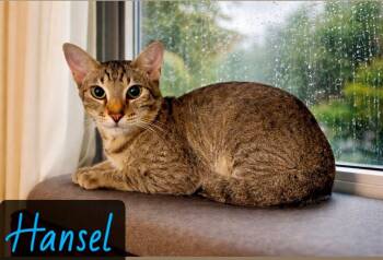 Domestic Short Hair Cats Available for Adoption in Englewood, Florida - Hansel | PetCurious
