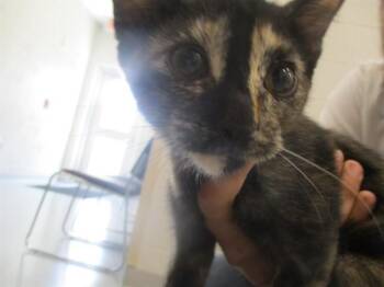 NEBULA -  Domestic Short Hair Cat for Adoption in Ocala, Florida - NEBULA | PetCurious
